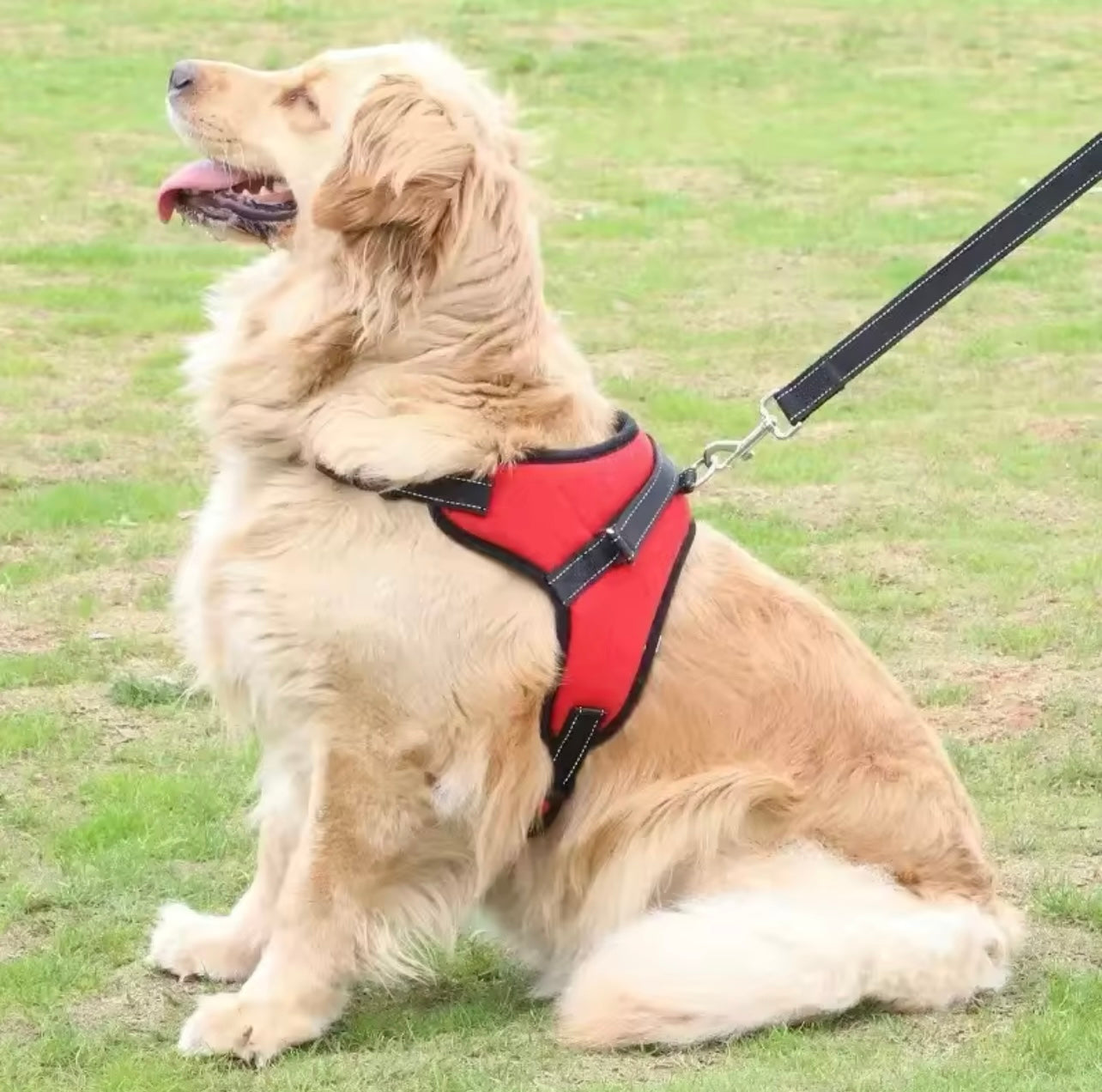 Harnais réglable pour chiens de compagnie, petit et grand chien, gilet, laisse solide pour chien de 150 cm, laisse réfléchissante pour animaux de compagnie, laisse de traction